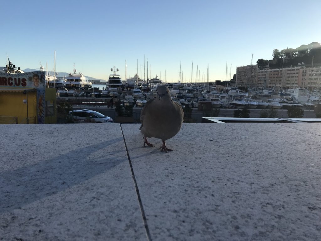 Le pigeon du marché : l’interview colère